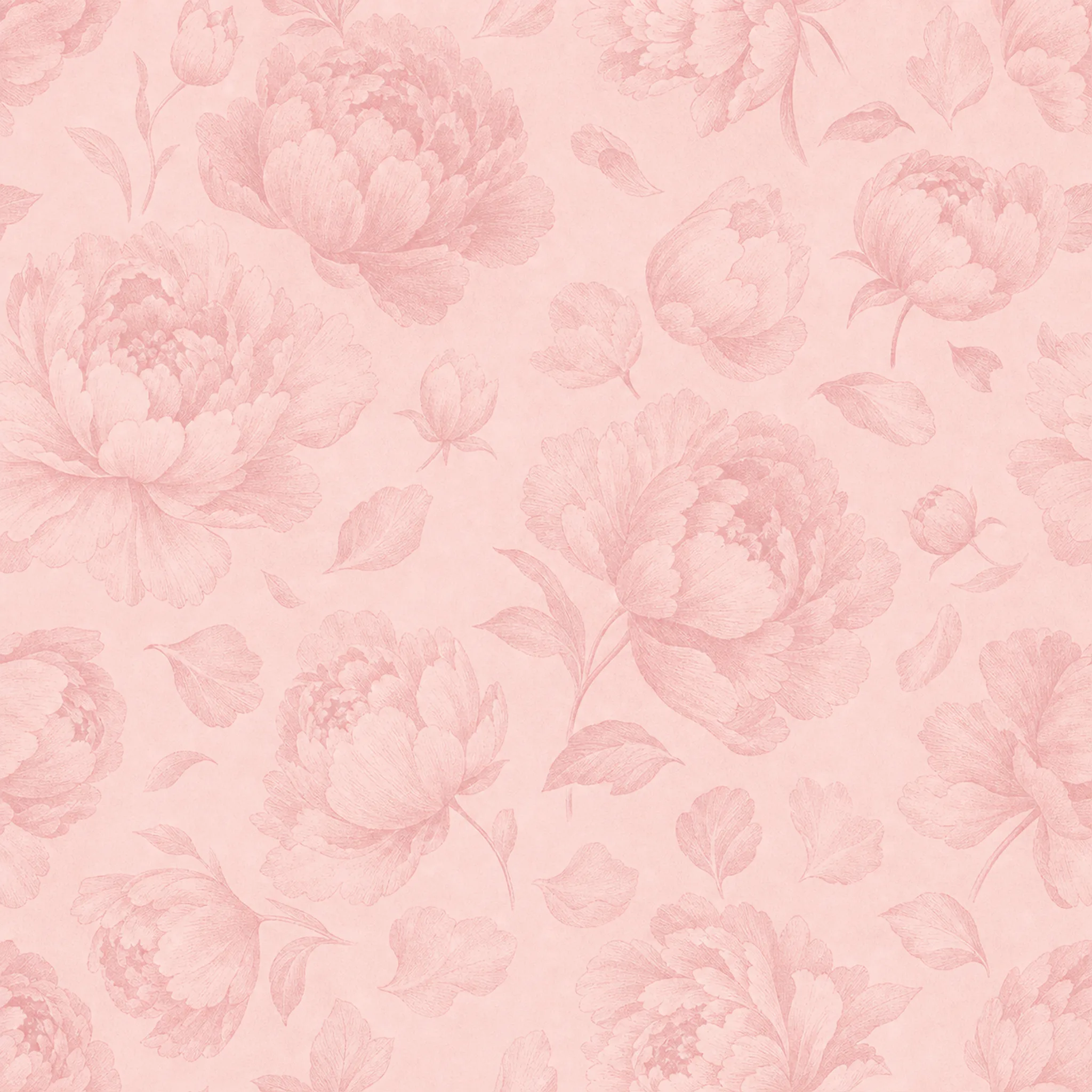 Blush Peony Drift wrapping paper flat design